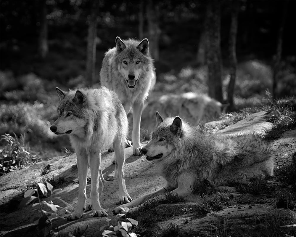Wolf pack standing in forest