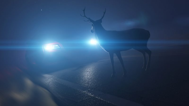 A deer appears in front of the headlights of a car at night in Nashville.